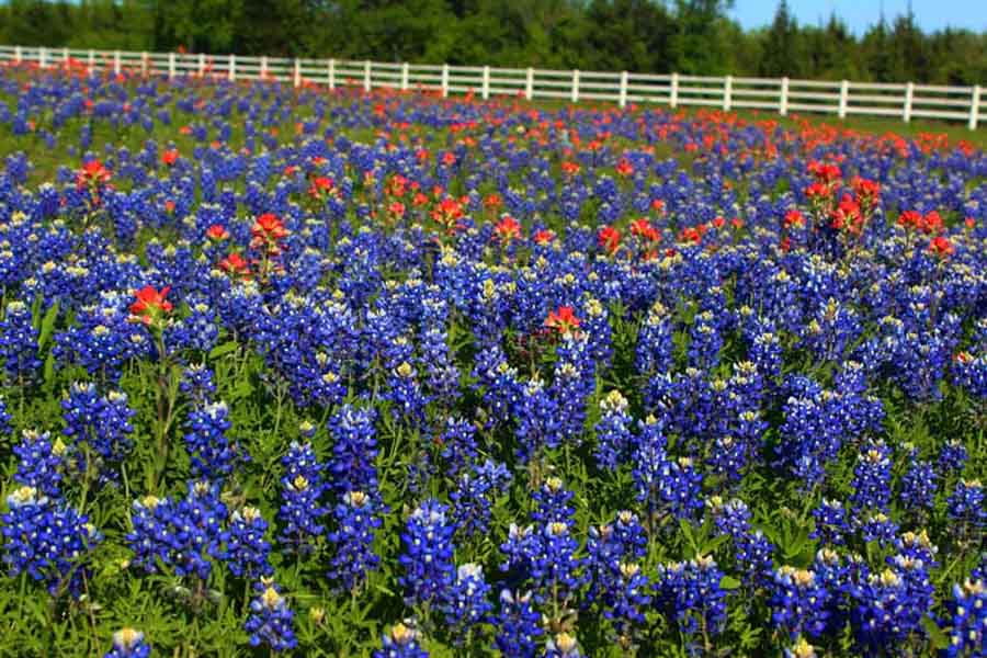 Blue bonnets wildflowers of Texas