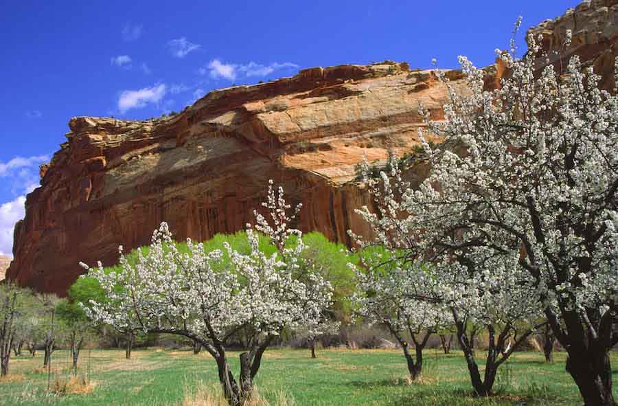 Capitol Reef in spring