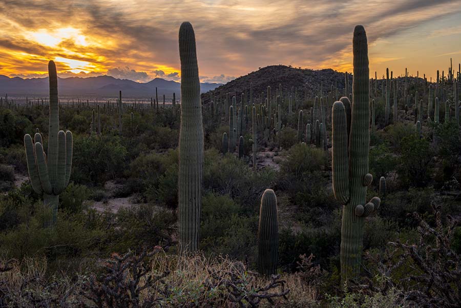 Springtime in Saguaro National Park, Arizona