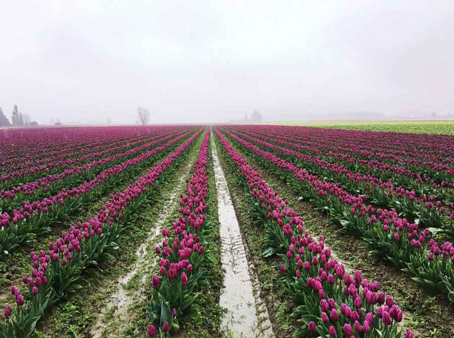 Spring time blooms at Skagit Valley