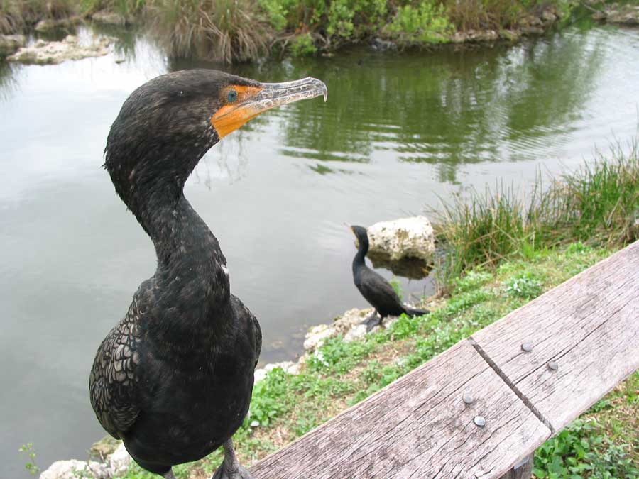 Florida_Everglades_Cormoran