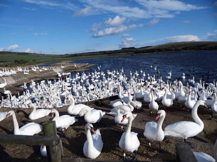 Best attractions in Abbotsbury