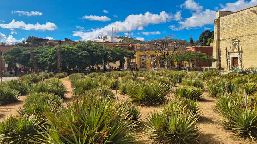 Visit the Ethnobotanic Garden