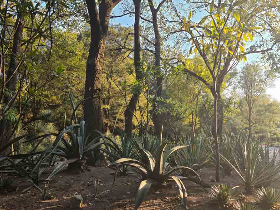 Chapultepec Botanical Gardens