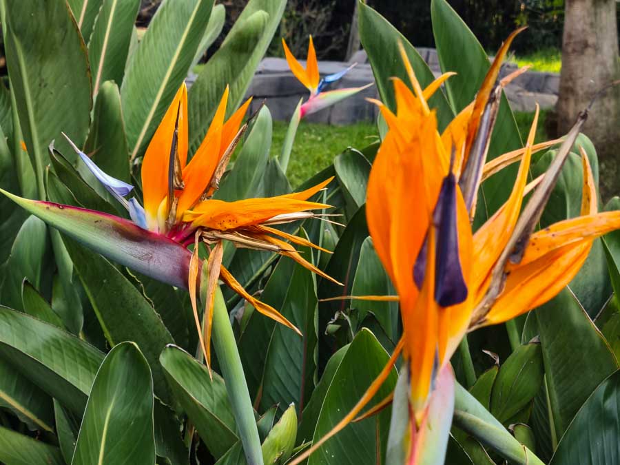 Beautiful plantings from arid and desert scape to lush subtropical collections at the botanical gardens