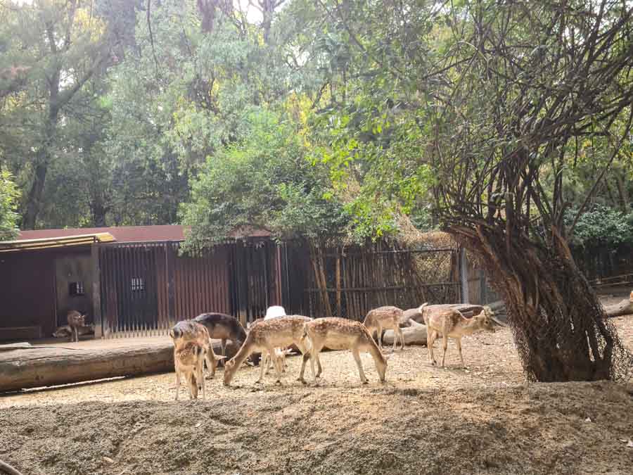 Exploring the expansive zoo at Chapultepec Park