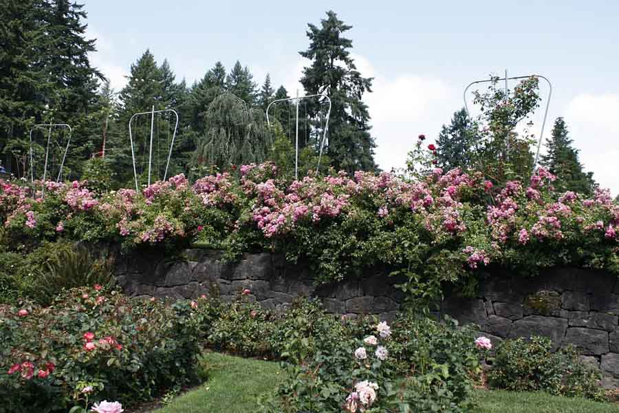 International Rose Test Garden