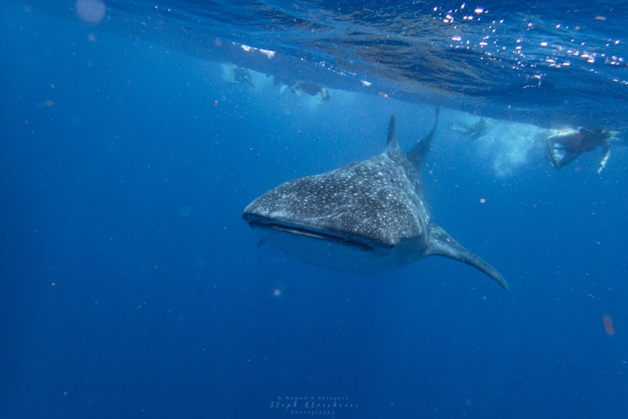 Swim with whale sharks