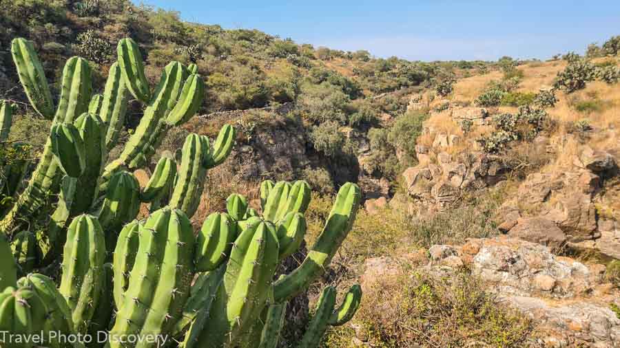 Visit the Botanical gardens of El Charco del Ingenio
