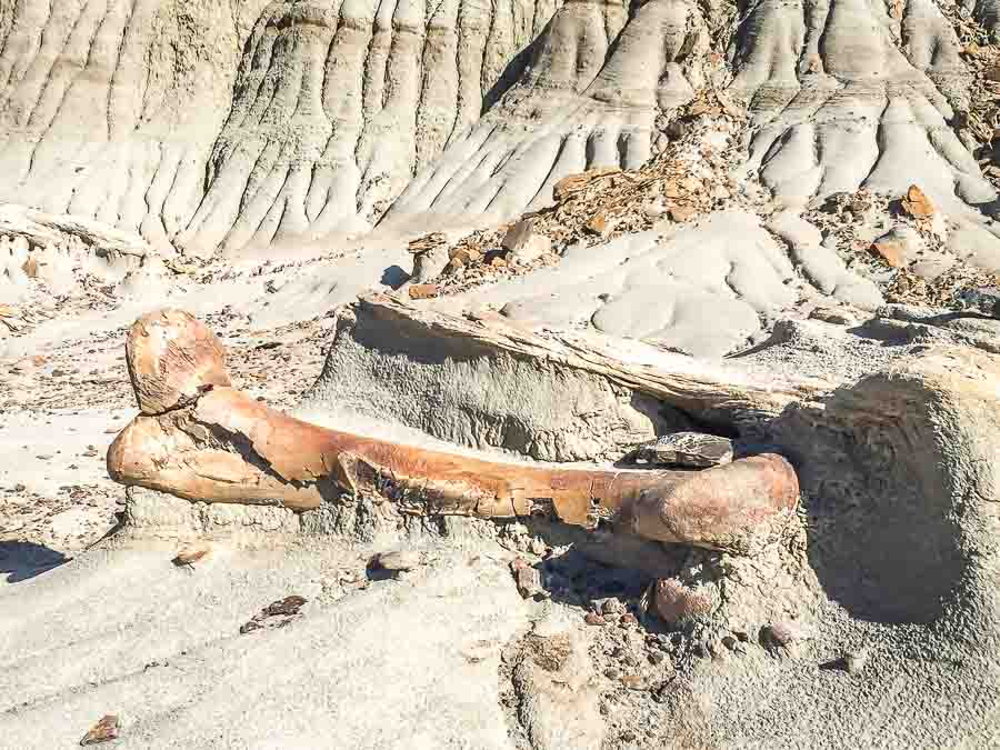 Dinosaur Provincial Park