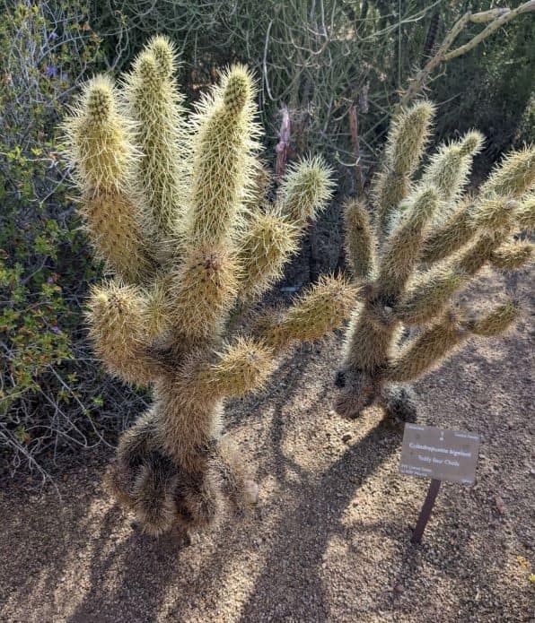 Desert Botanical Garden