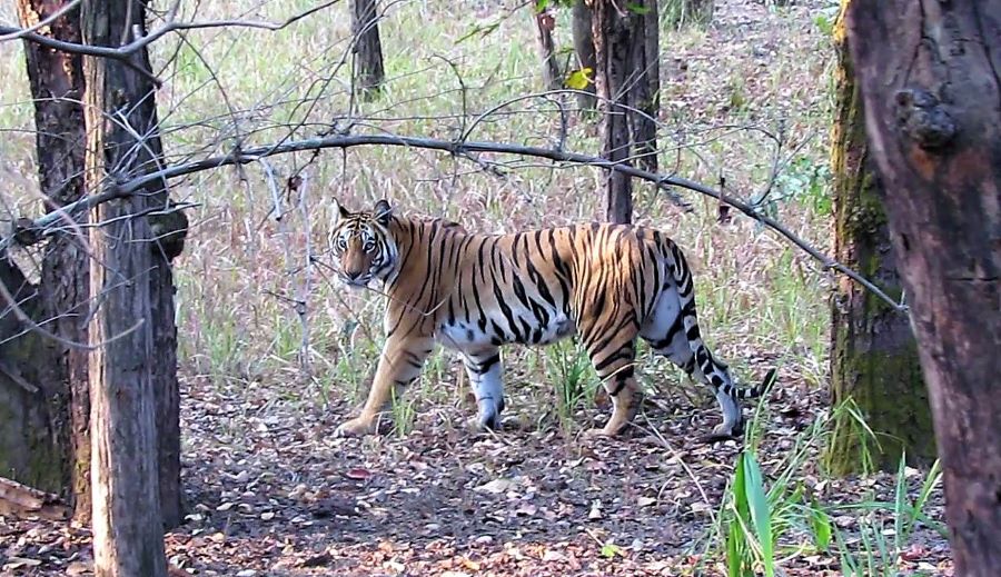 Bandhavgarh National Park, India Best National Parks India