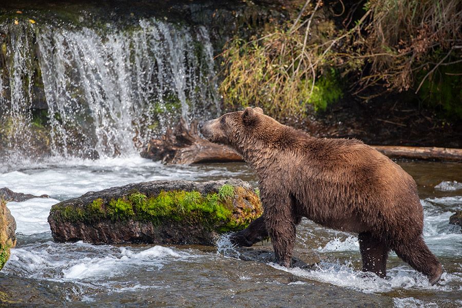 Bear Viewing in Katmai National Park