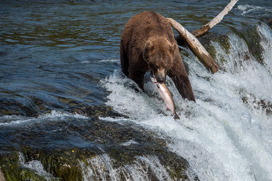 Bear Viewing in Katmai National Park