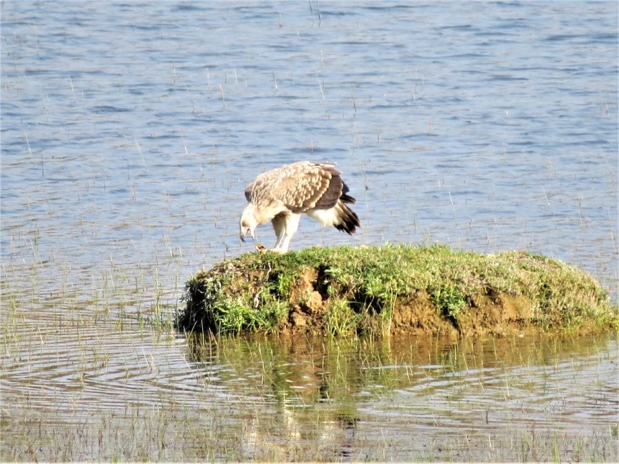 Kanha National Park, India