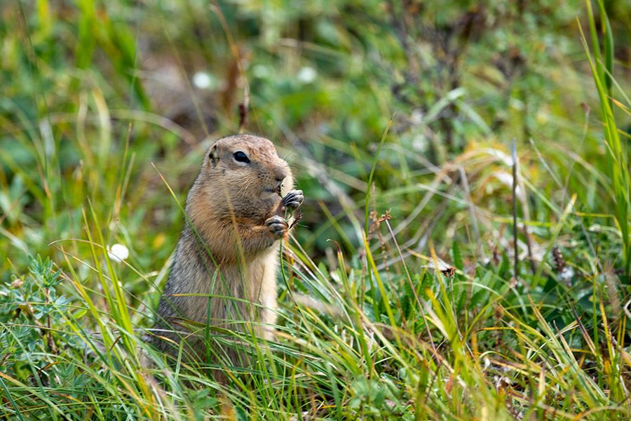 10 Top Adventure Activities to do in Alaska