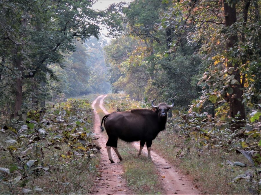 Nagzira Wildlife Sanctuary,Maharashtra 