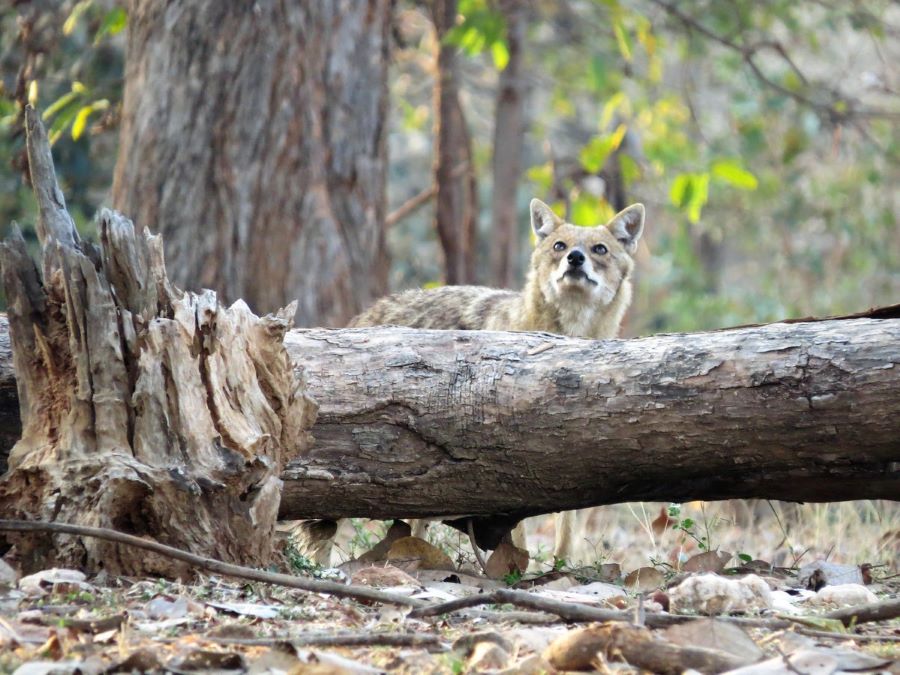 Pench National Park, India