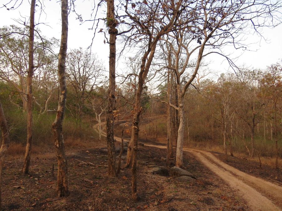 Pench National Park, India