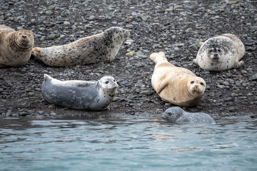 Wildlife Watching during Glacier Cruise