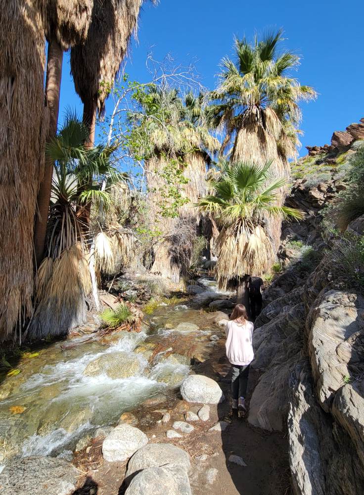 Explore Indian Canyons close to Palm Springs
