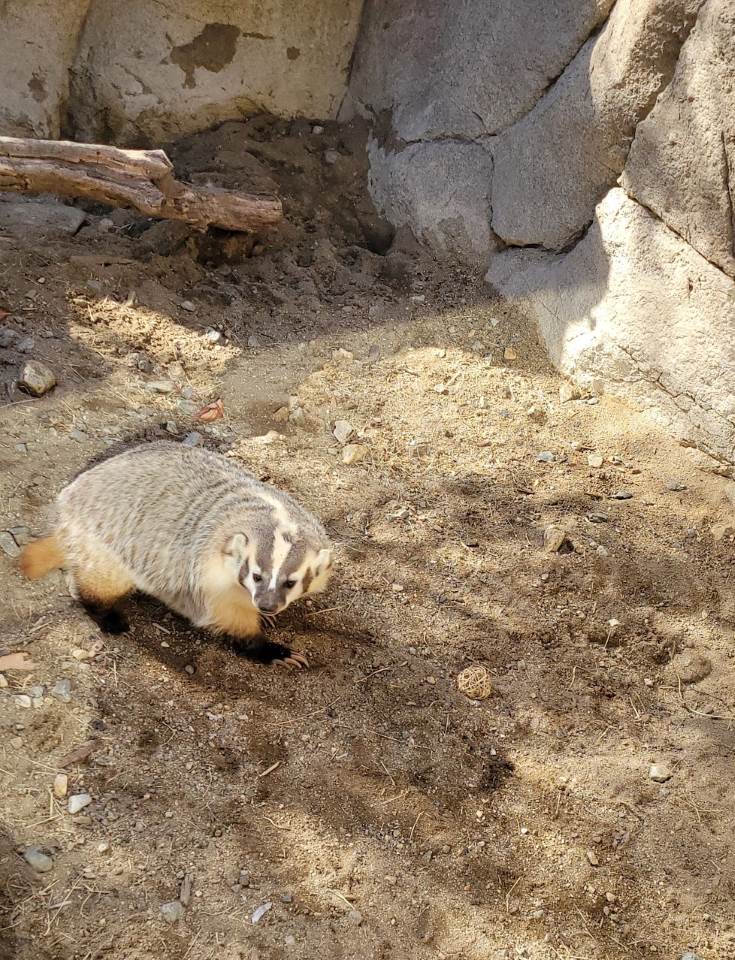 Highlights to visiting the Living Desert Zoo and Gardens