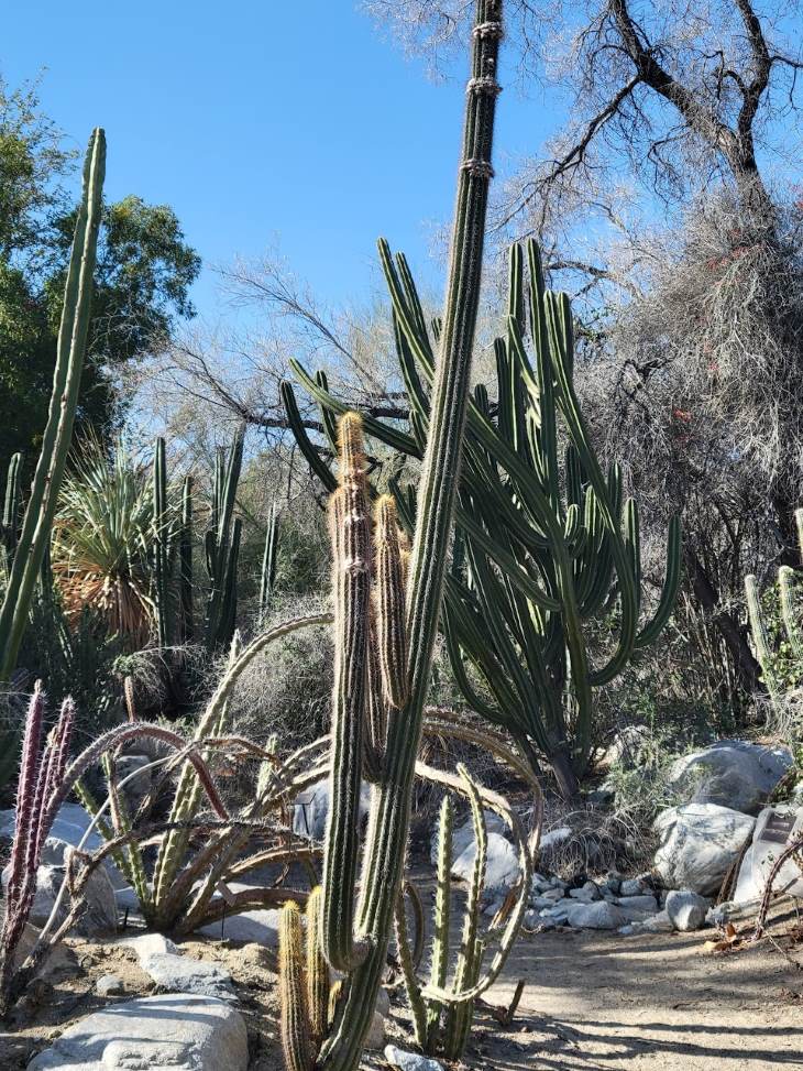 Visit the impressive Botanical Gardens at the Living Desert