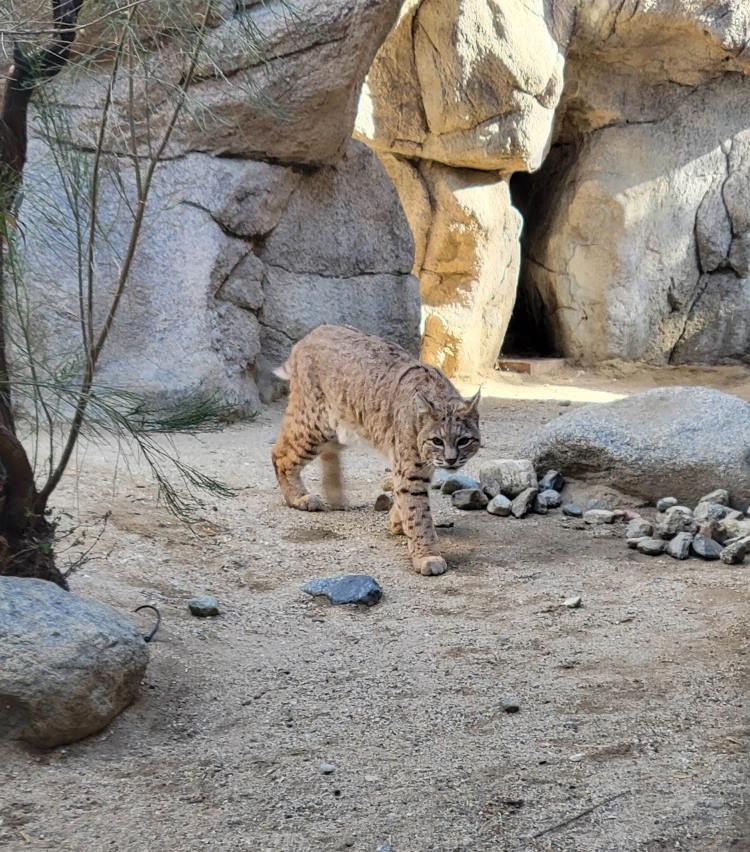 Highlights to visiting the Living Desert Zoo and Gardens