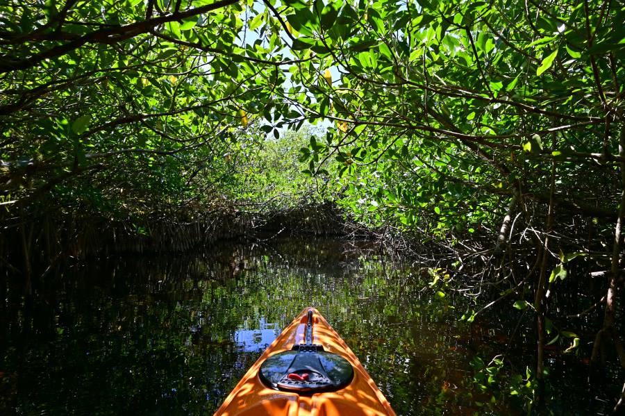 2-rookery-bay