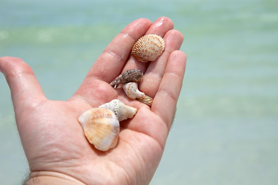 Take a Shelling Tour for Incredible Shells
