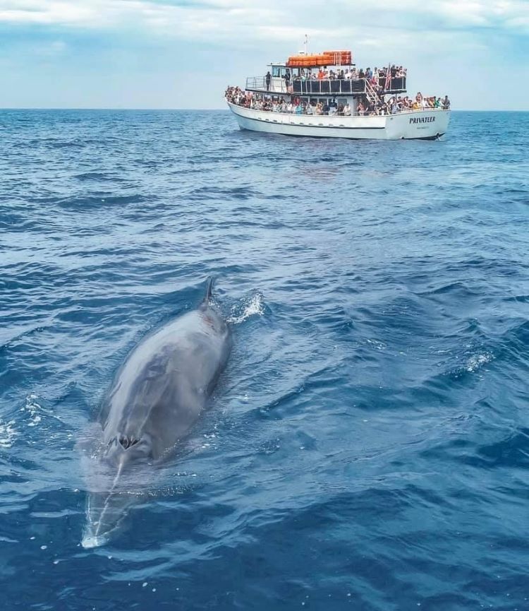 Dolphin & Whale Sunset Cruise
