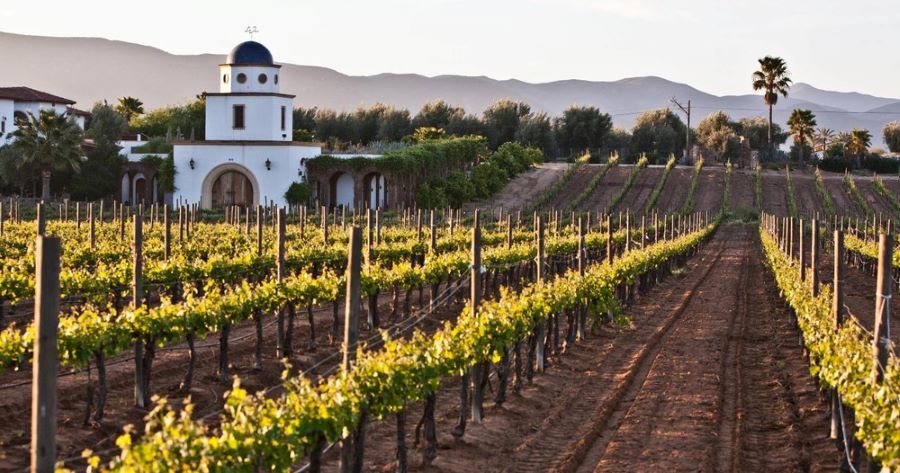 San Diego Wine & Vineyard Tours: Baja Wine Tour