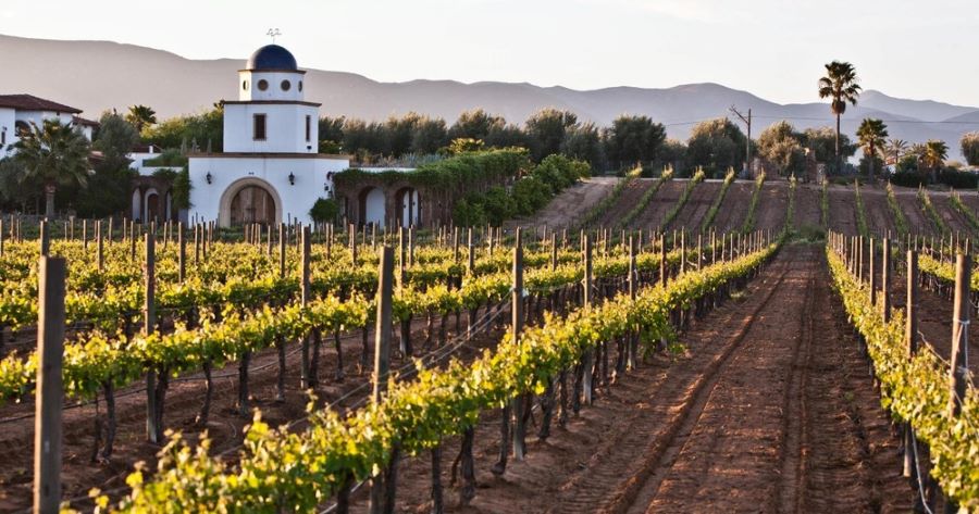 wine tours san diego