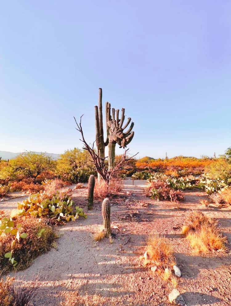 Coronado National Forest