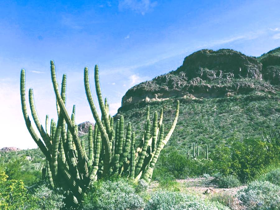 Organ Pipe Cactus National Monument