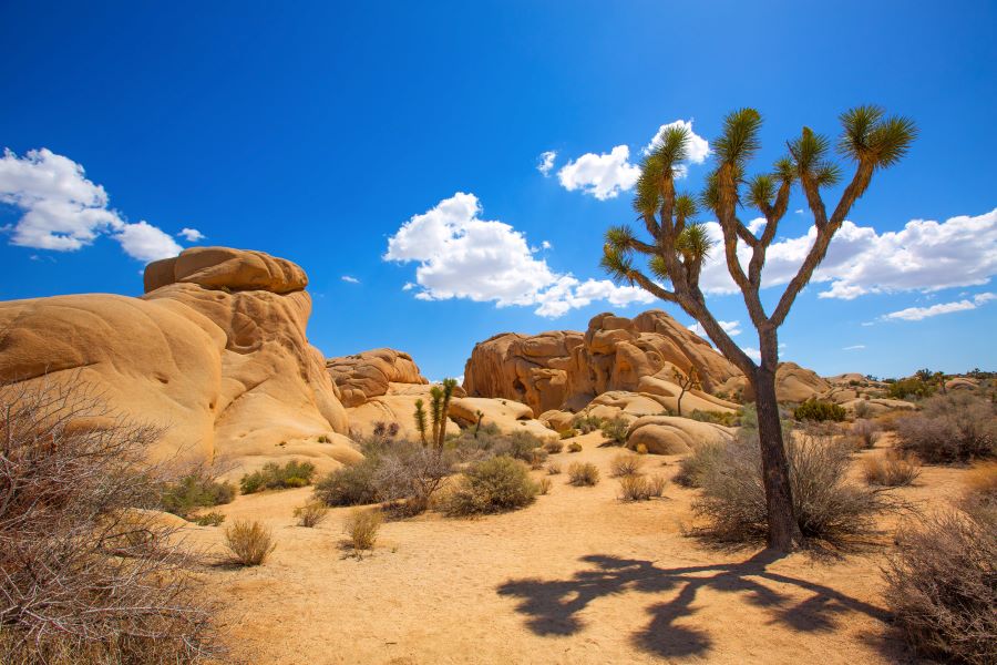 Joshua Tree National Park