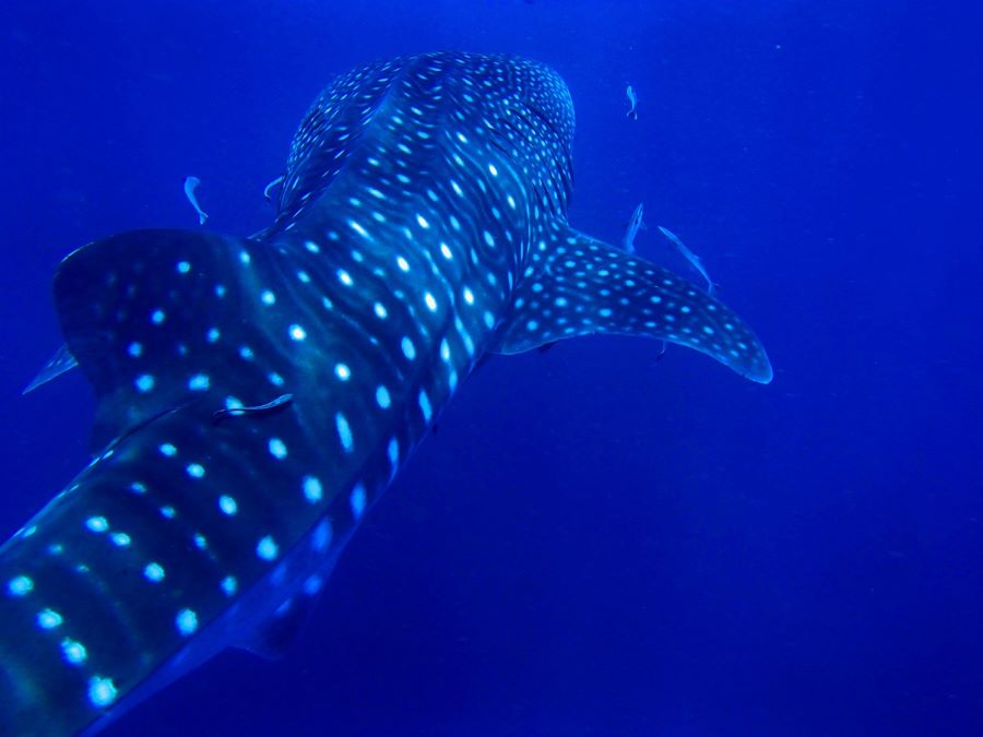 Swim with whale sharks