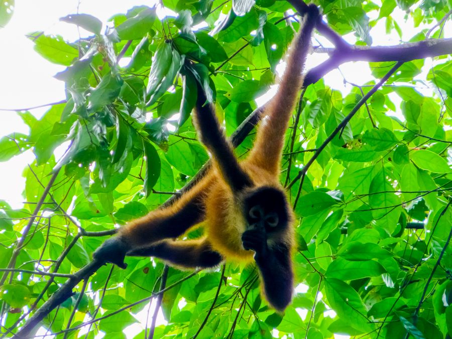 Corcovado National Park