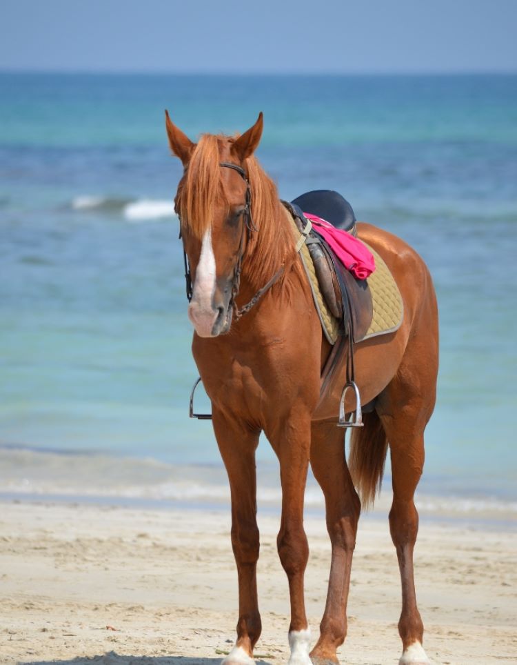 Horseback Riding on the Beach at cabo san lucas