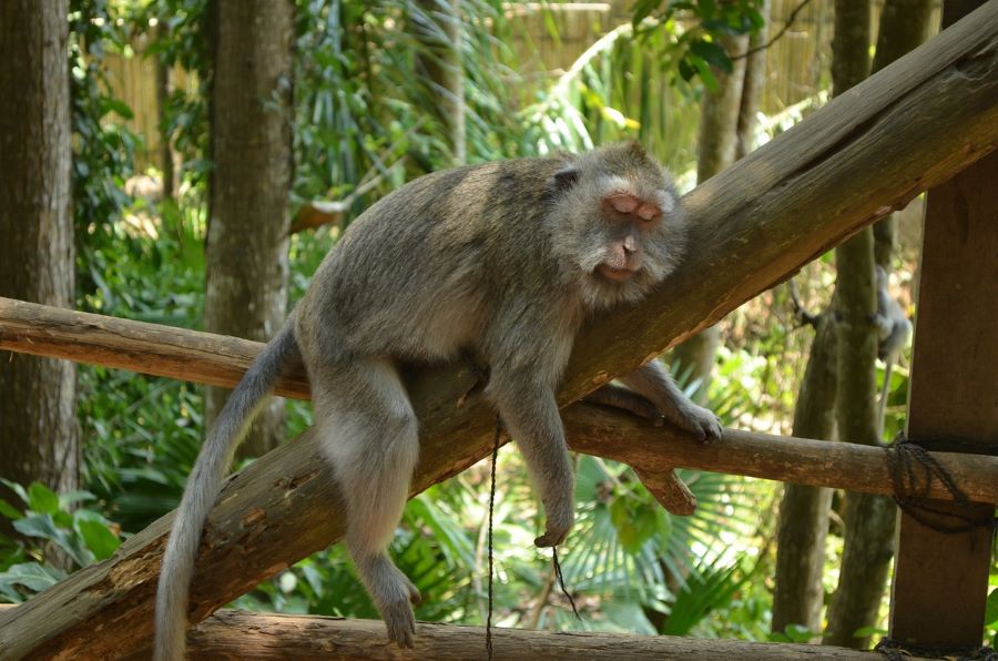 Ubud Monkey Forest