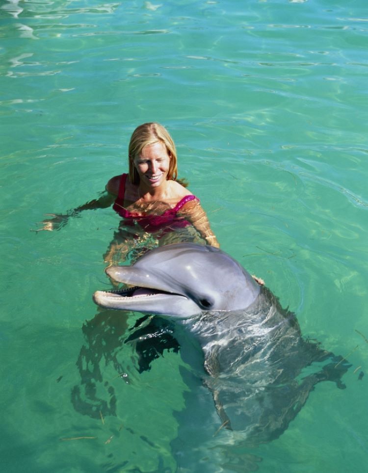 Swim With Dolphins 