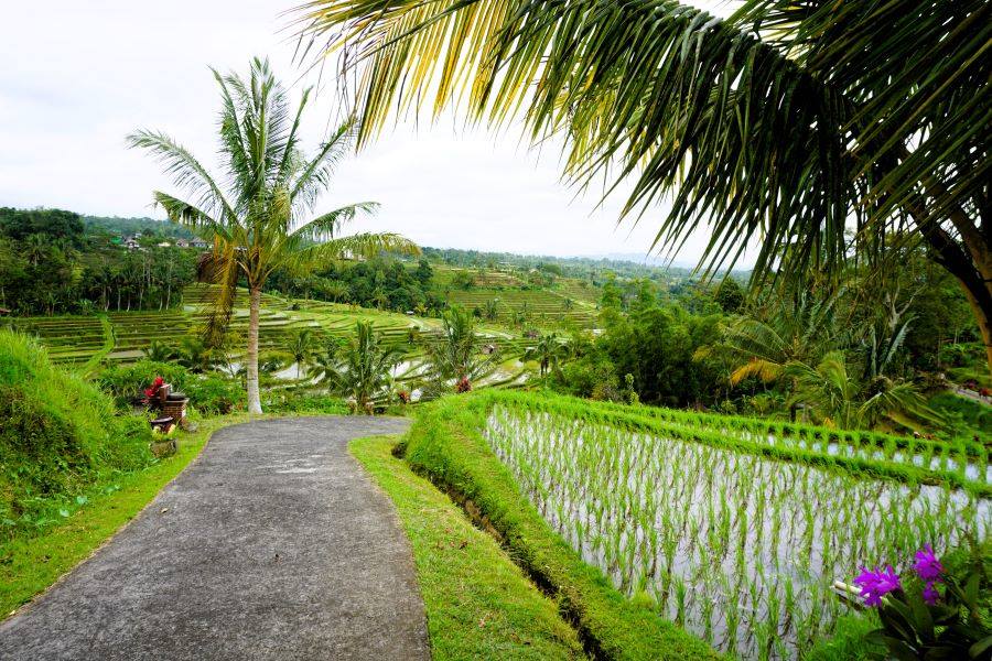 Day Tours from Ubud: Top 9 Excursions to Discover Bali's Cultural Heart