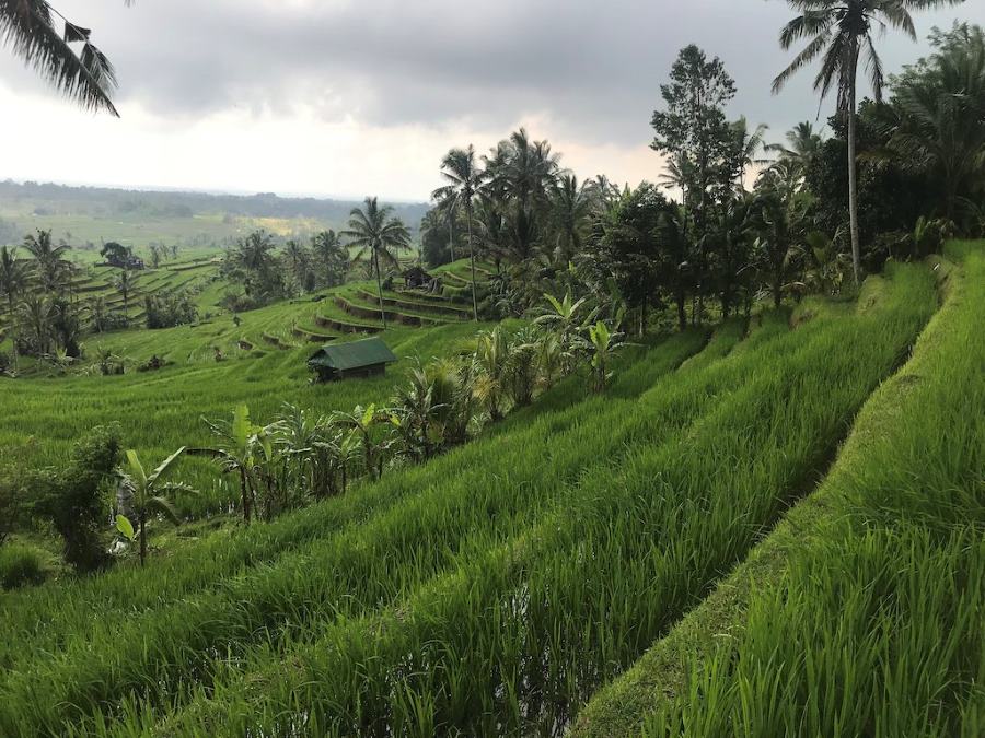 Bike Through Scenic Rice Terraces