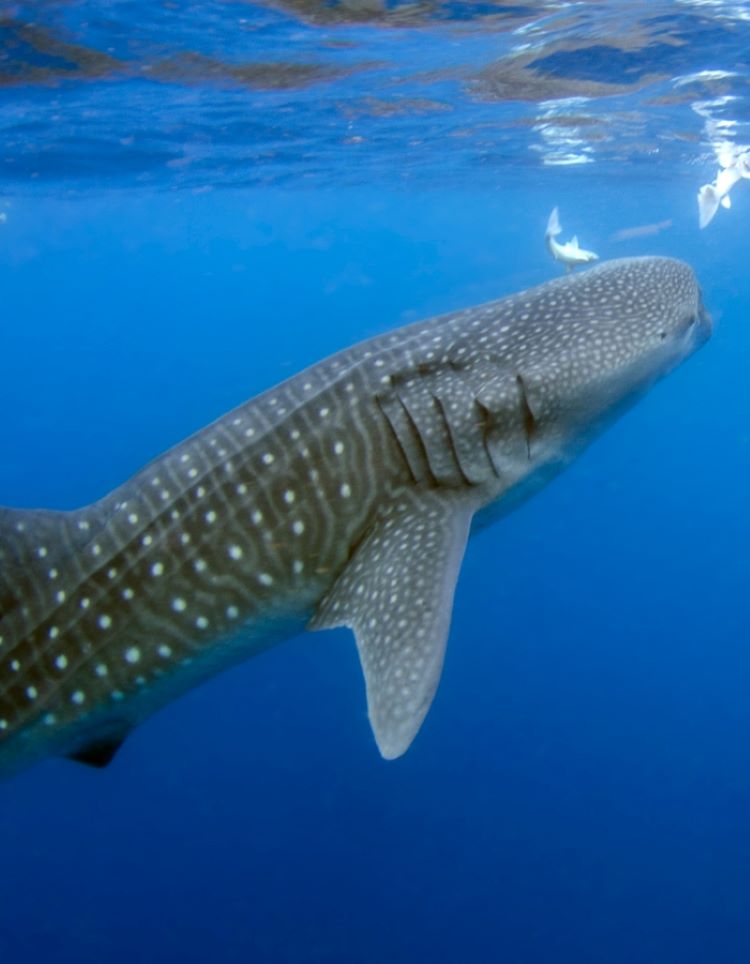 Swim with Whale Sharks at cabo san lucas