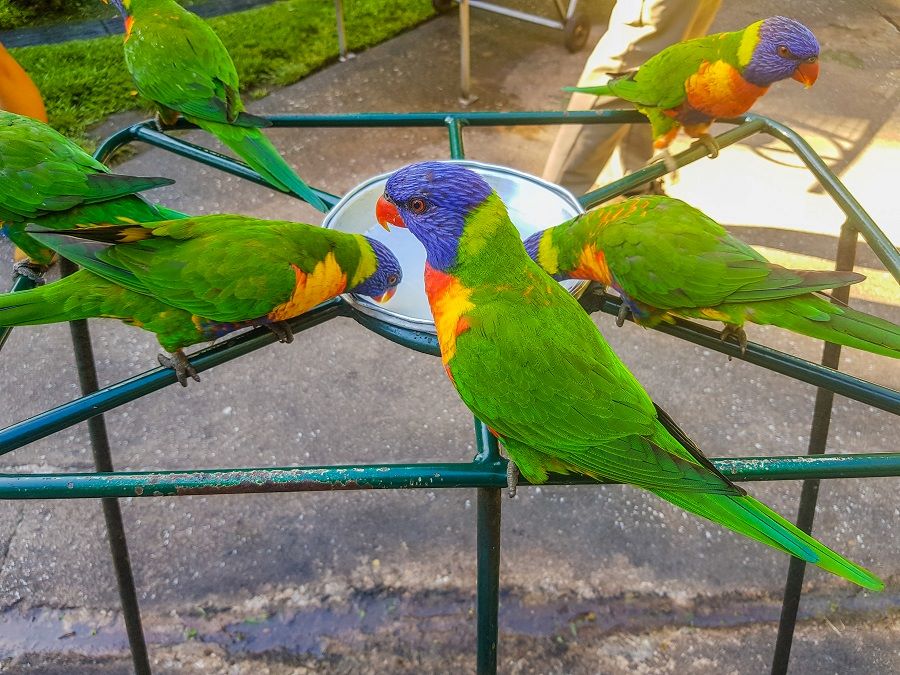 Watch the Lorikeet's feed.