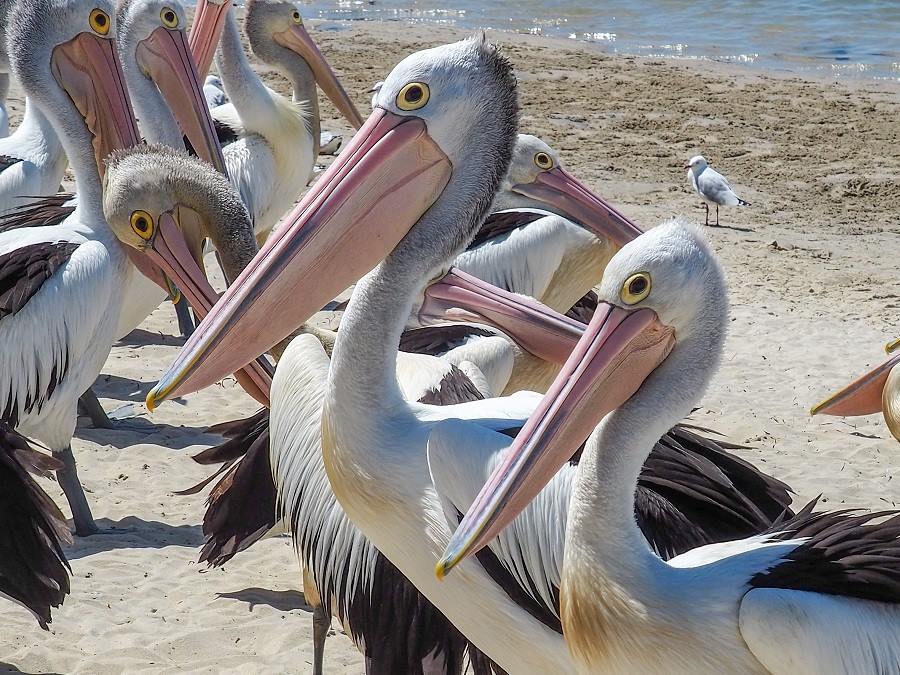 Find the Pelicans