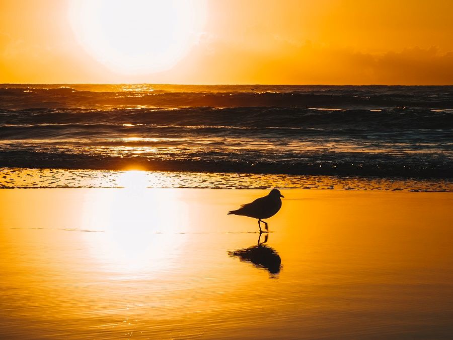 Watch the Sunrise over the beach.