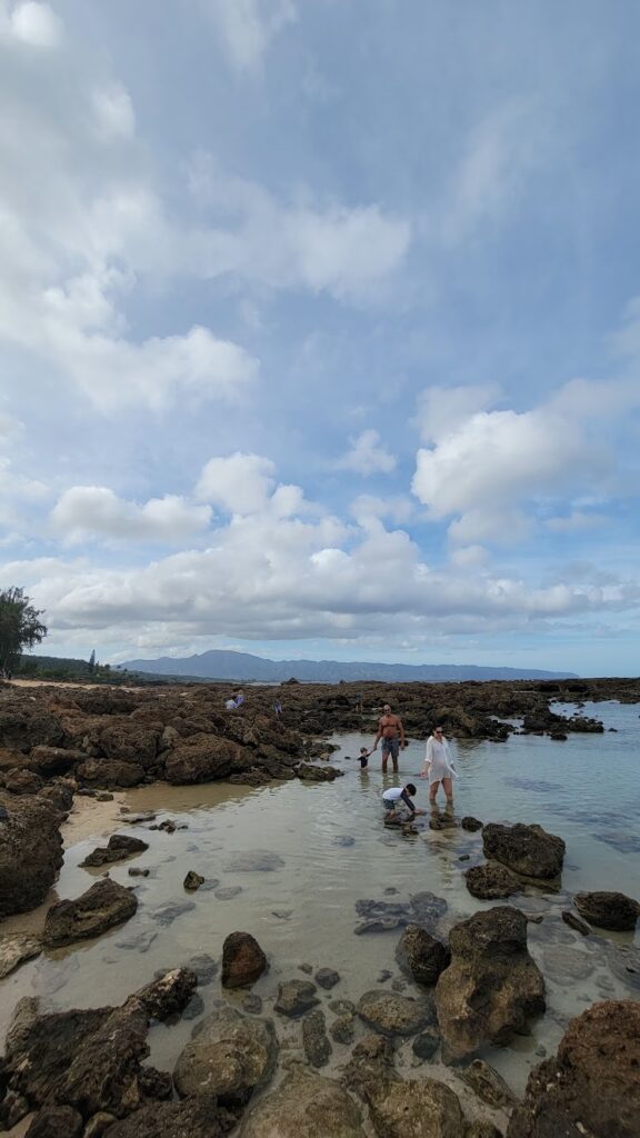 Enjoy some family friendly snorkeling at Sharks Cove