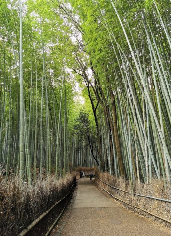Arashiyama Bamboo grove