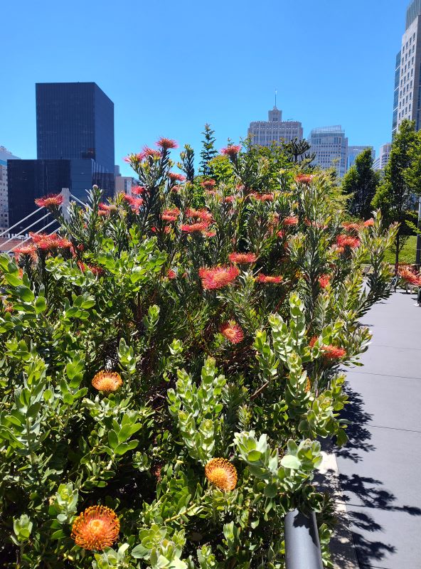 The rooftop park at Sales Force downtown in San Francisco